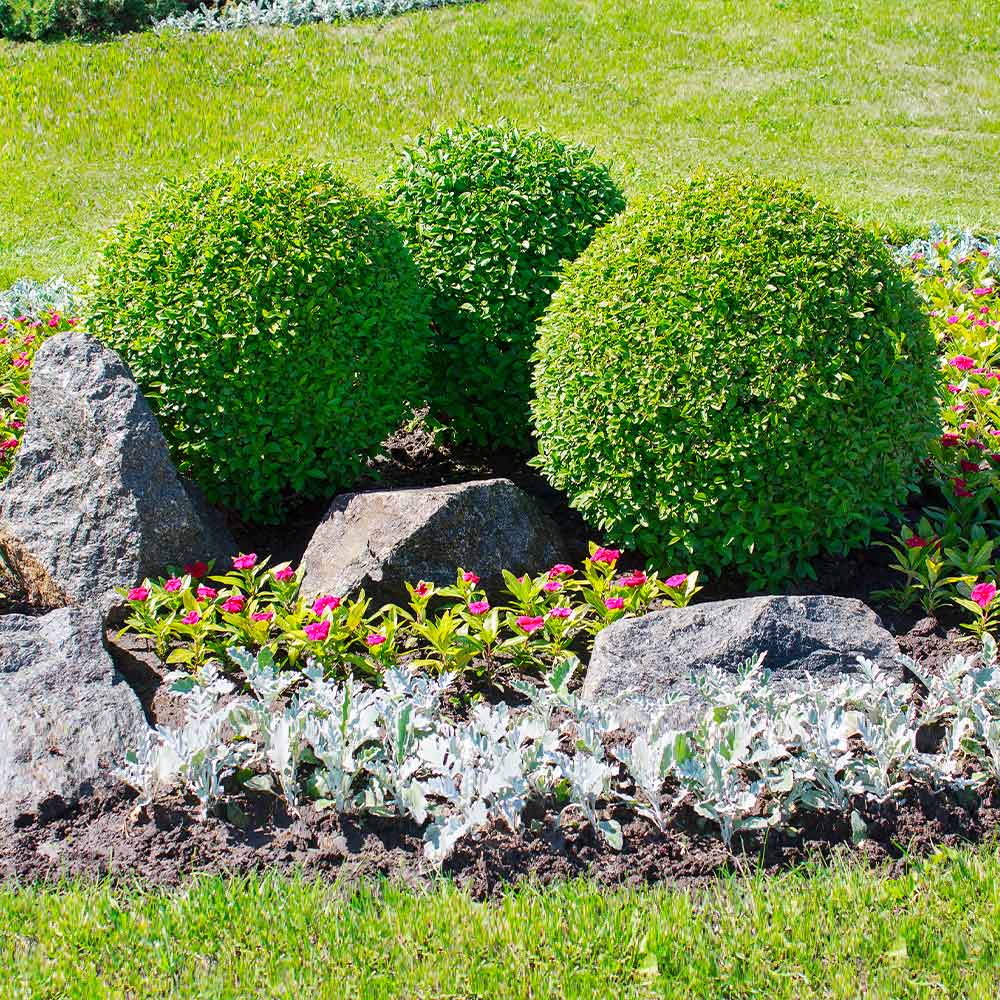 American Boxwood Shrub - Image 4