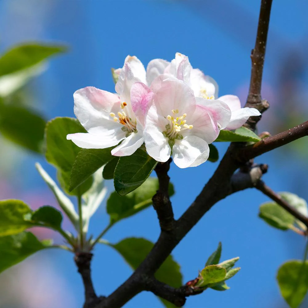 Arkansas Black Apple Tree - Image 5