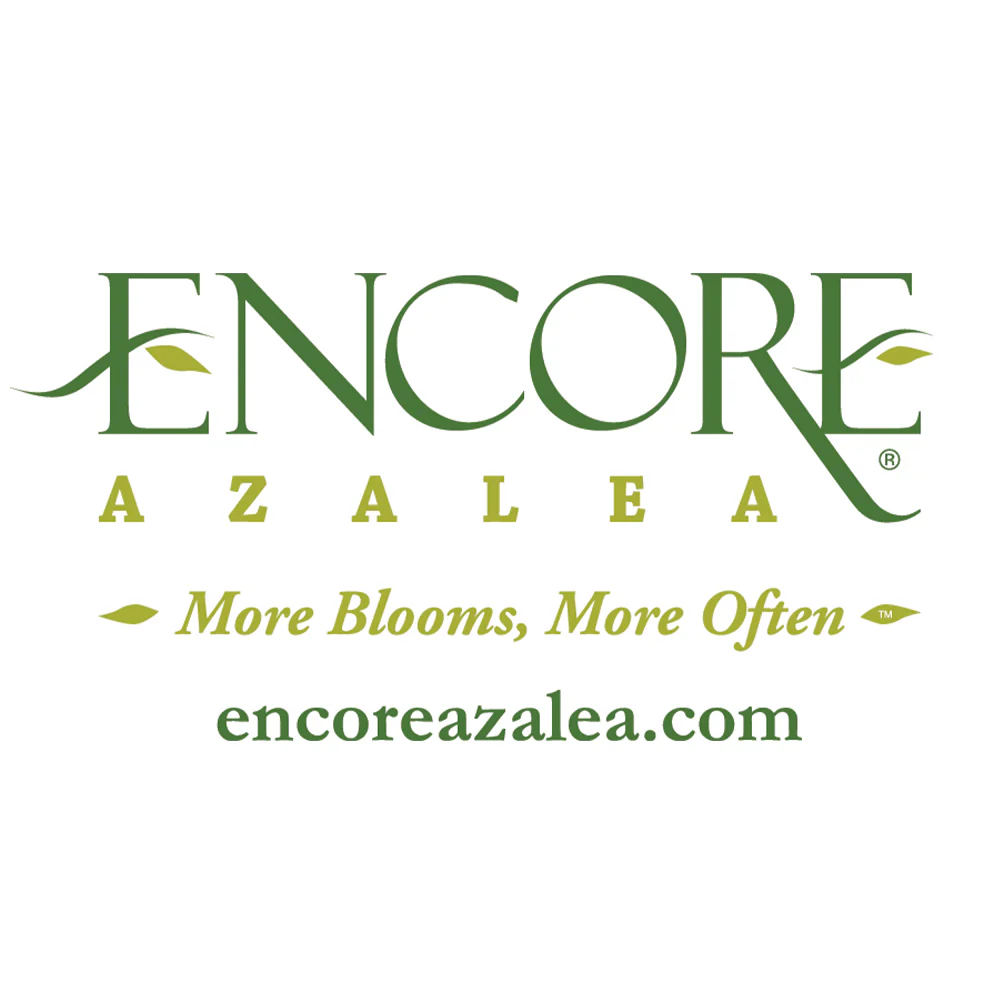 Autumn Royalty® Encore® Azalea - Image 5