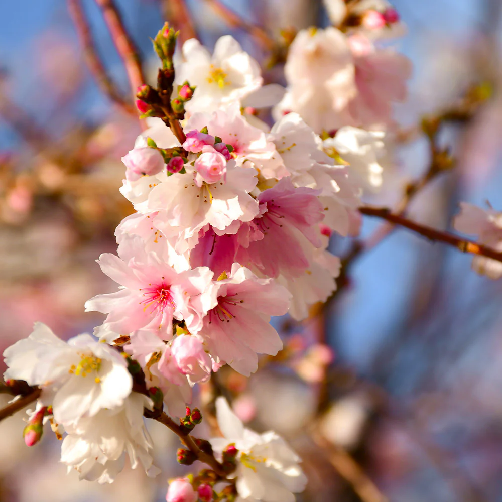 Autumn Cherry Tree - Image 3