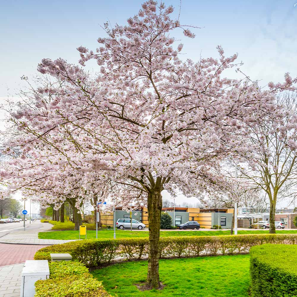Autumn Cherry Tree - Image 4