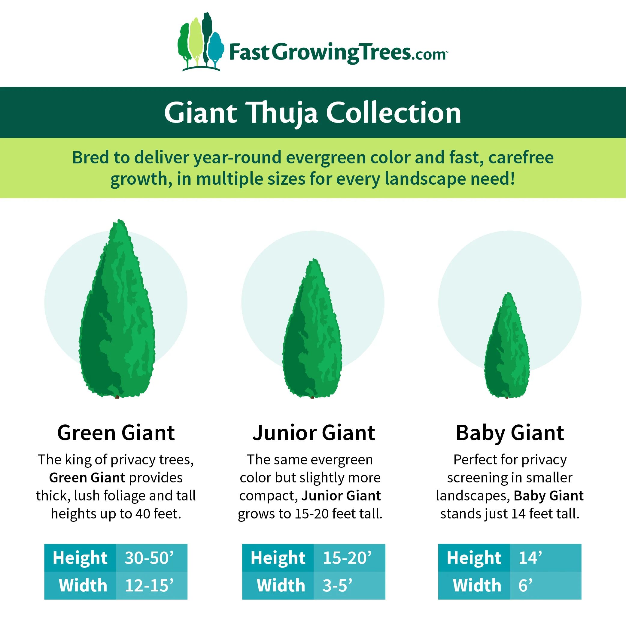 Baby Giant Arborvitae Tree - Image 4