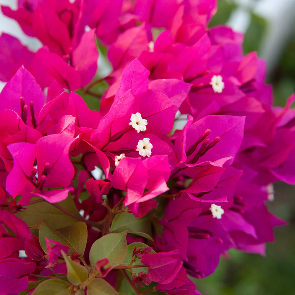 Barbara Karst Bougainvillea Shrub - Image 3