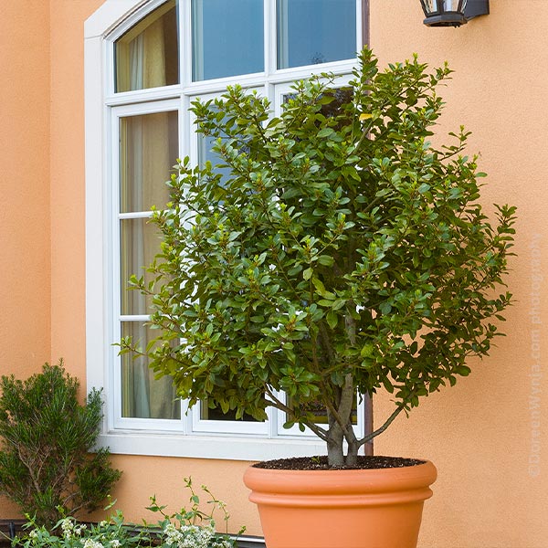 Fast Growing Trees Bay Laurel Tree - Thumbnail 4