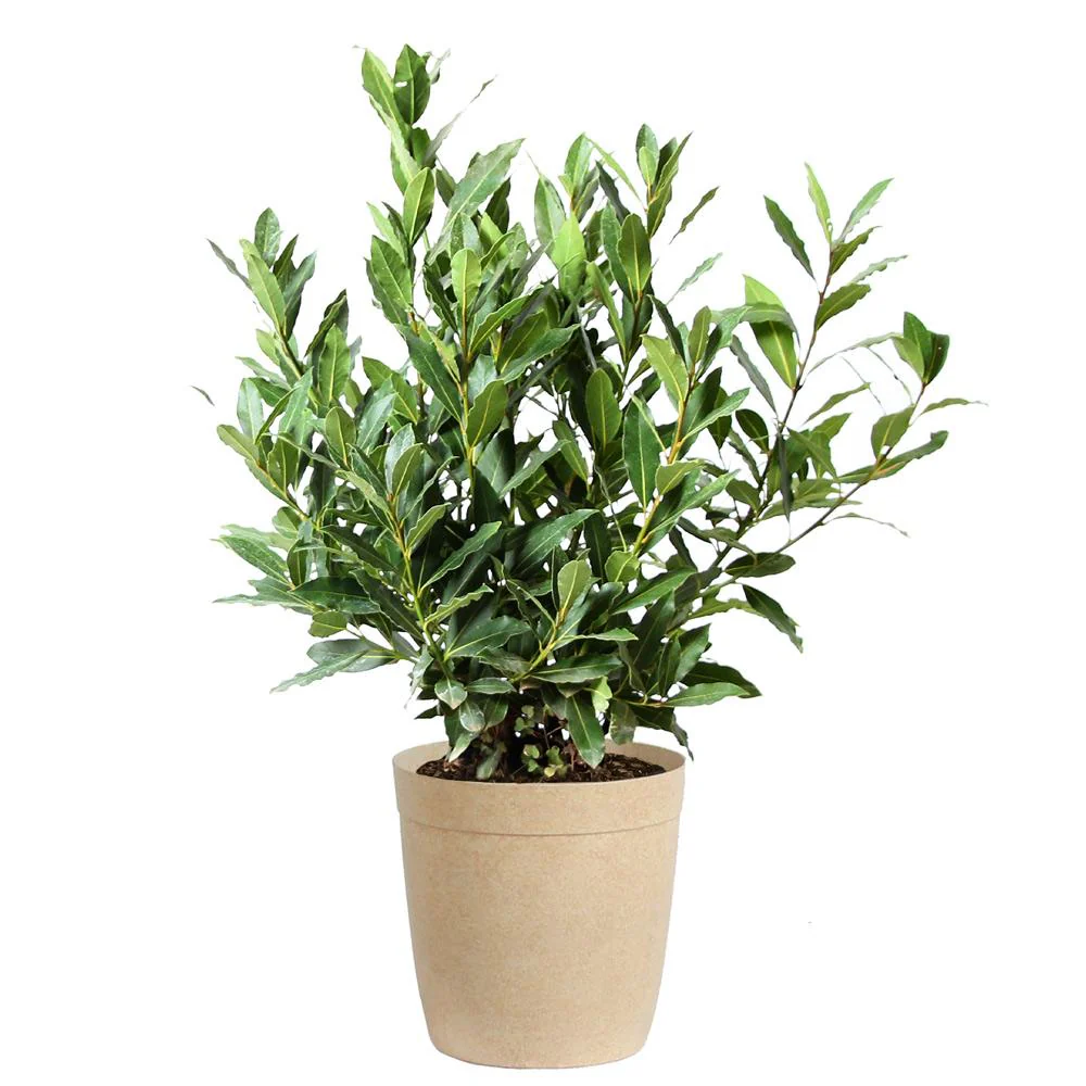 Fast Growing Trees Bay Laurel Tree - Thumbnail 5