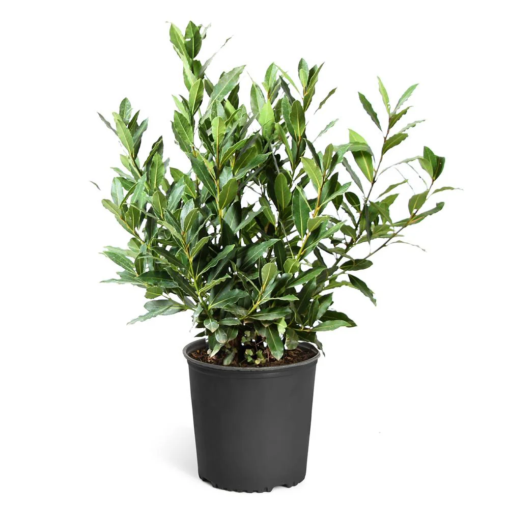 Fast Growing Trees Bay Laurel Tree - Thumbnail 3