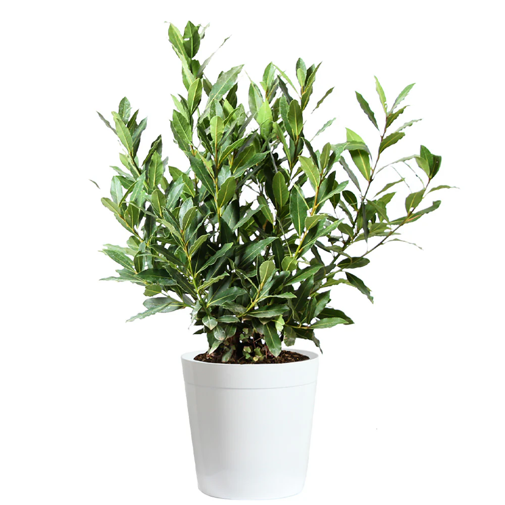 Fast Growing Trees Bay Laurel Tree - Thumbnail 2