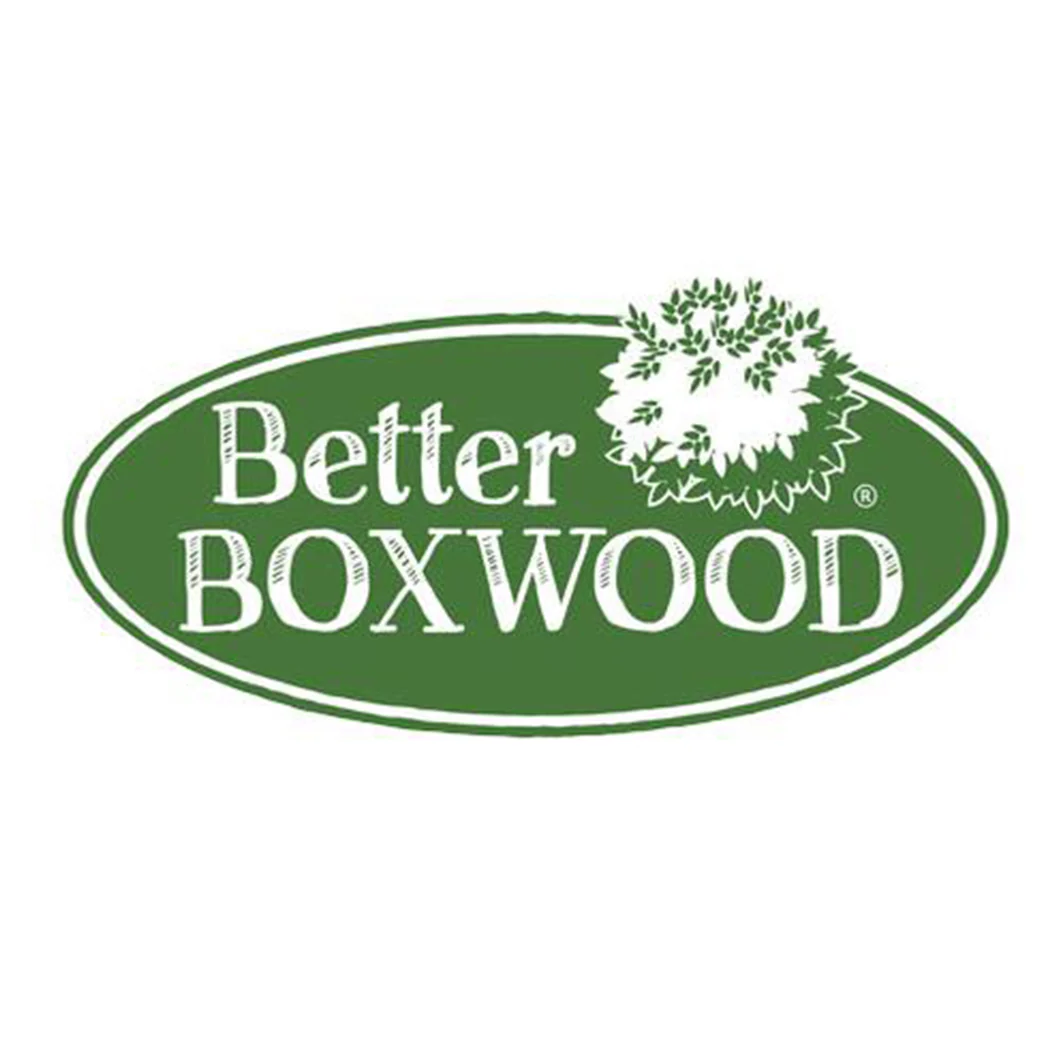 Better Boxwood® Babylon Beauty™ Shrub - Image 5