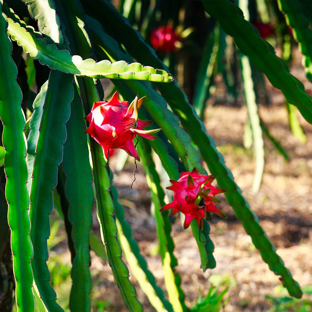Dragon Fruit Cactus Plant - Image 6
