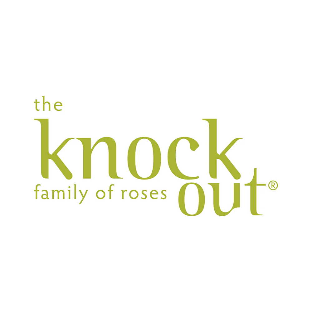 Double Pink Knock Out® Rose Shrub - Image 7