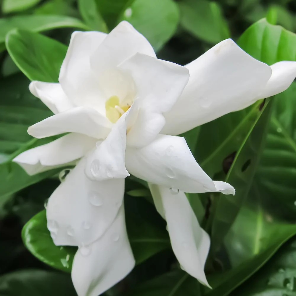 Frost Proof Gardenia Shrub - Image 3