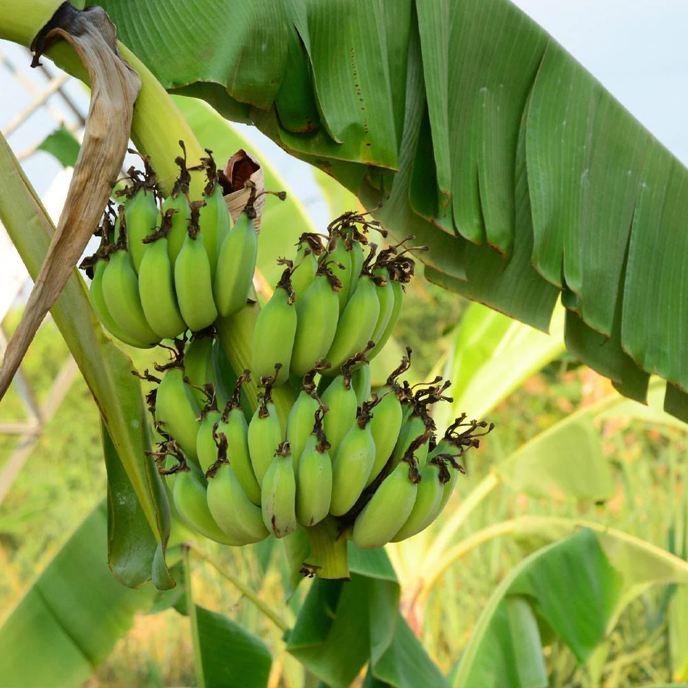 Grand Nain 'Naine' Banana Tree - Image 3