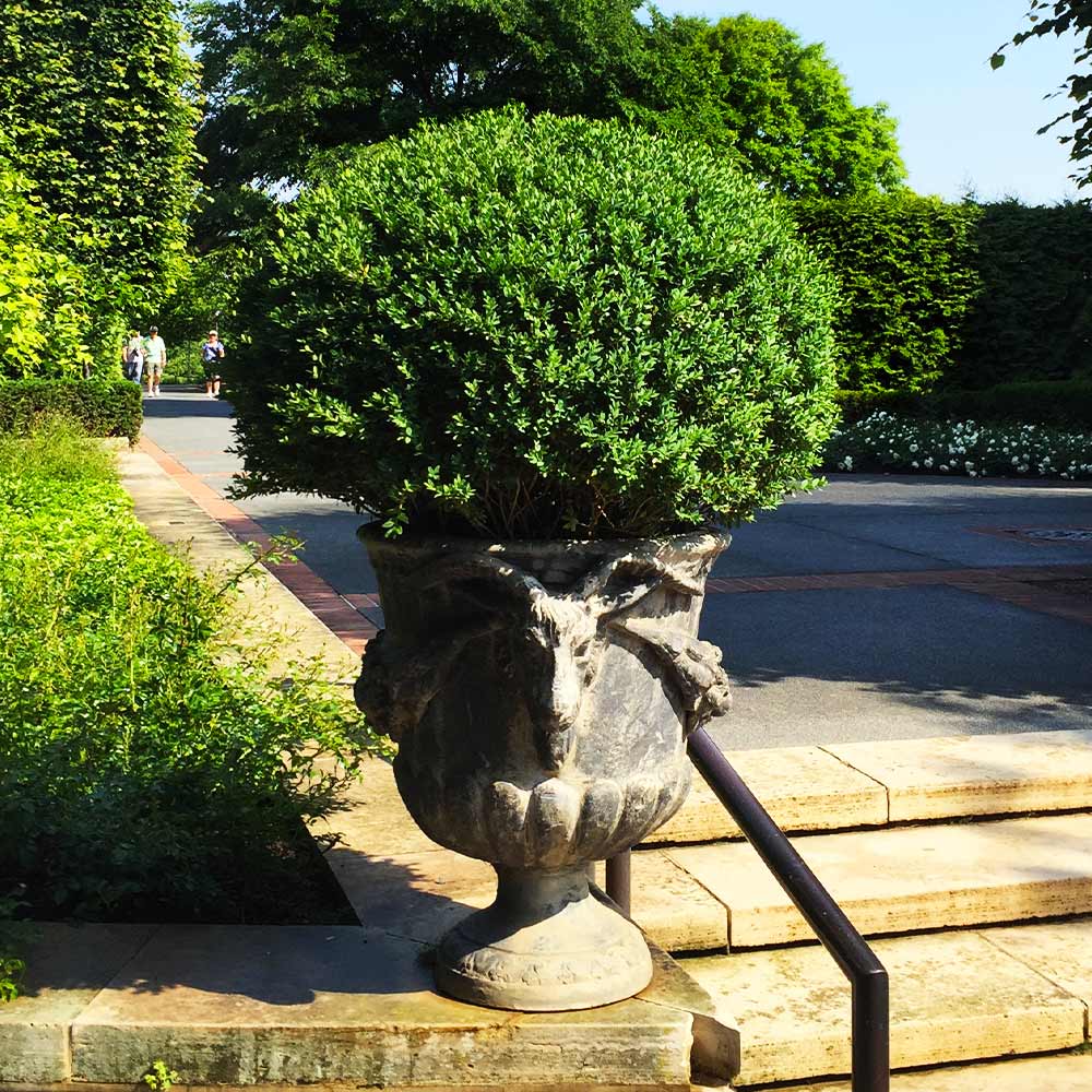 Green Velvet Boxwood Shrub - Image 3