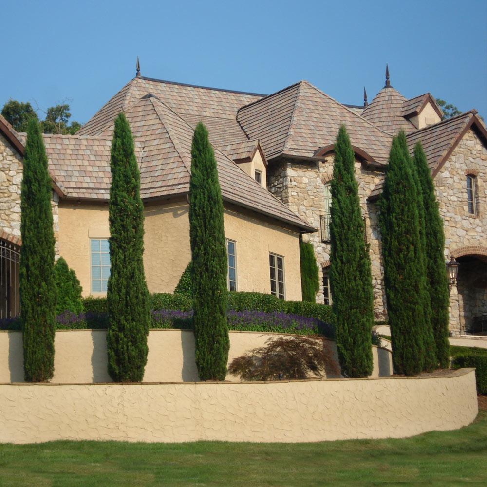 Italian Cypress Tree Arizona - Image 6