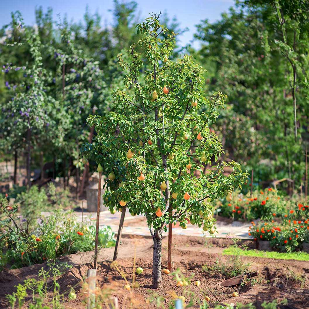 Kieffer Pear Tree - Image 3