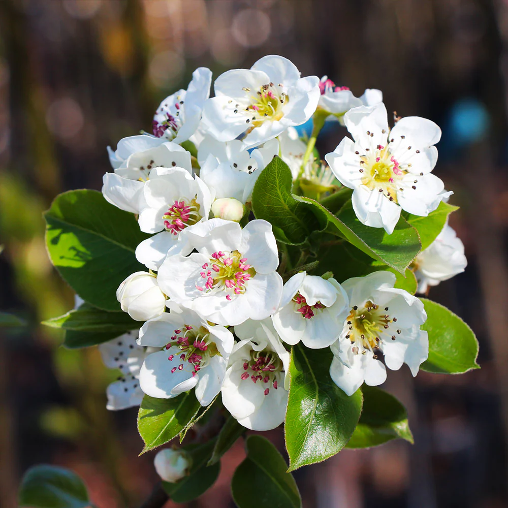 Kieffer Pear Tree - Image 7