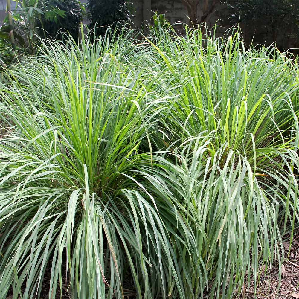 Lemon Grass Plant - Image 3