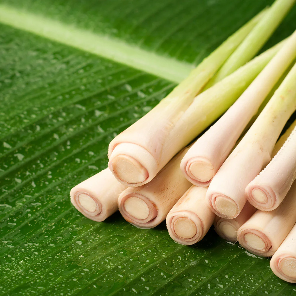 Lemon Grass Plant - Image 4