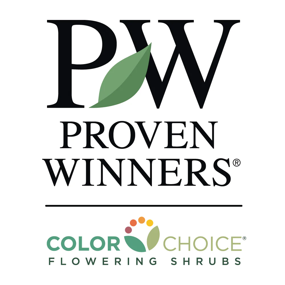 Proven Winners® Little Lime® Hydrangea Shrub - Image 6