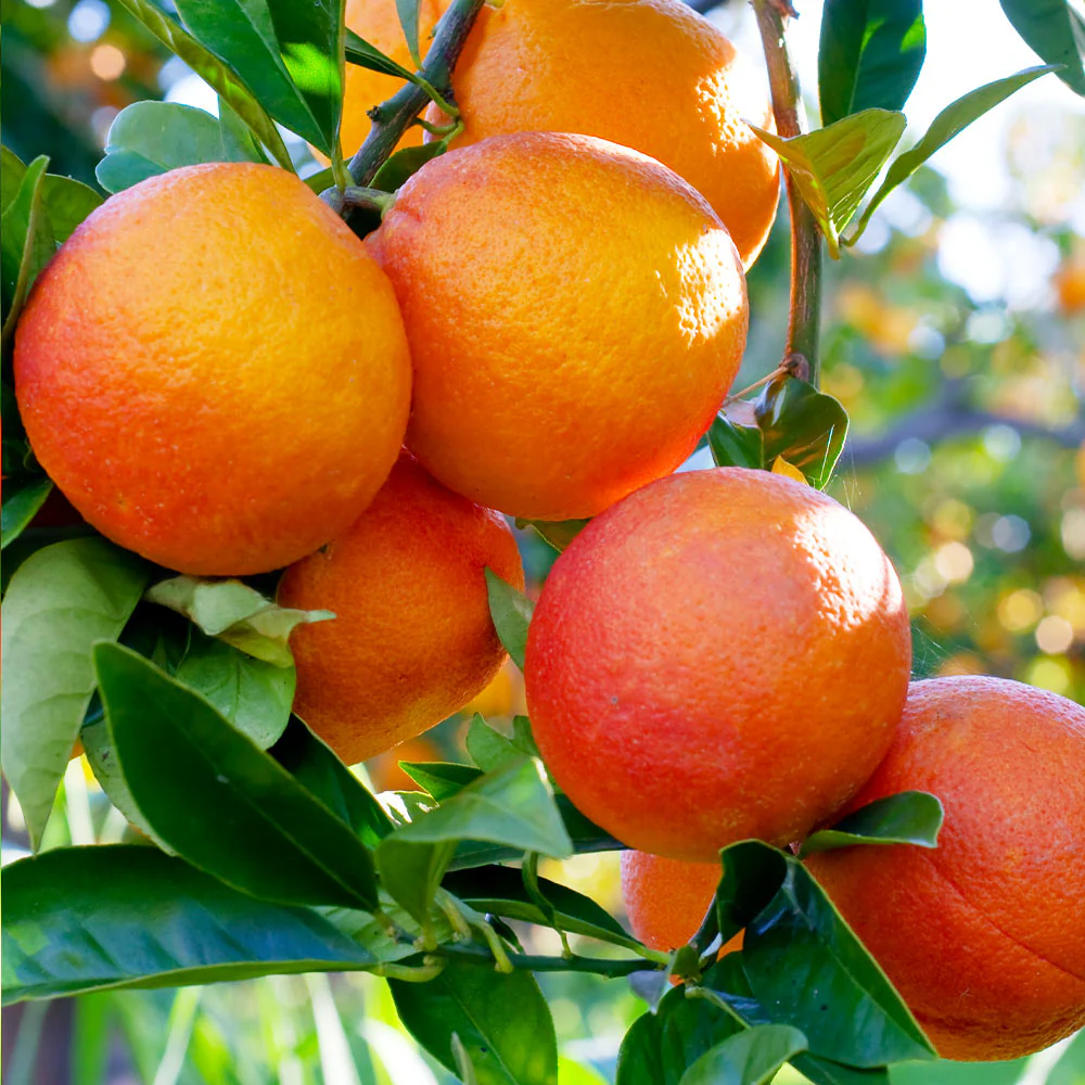 Blood Orange Tree - Image 4