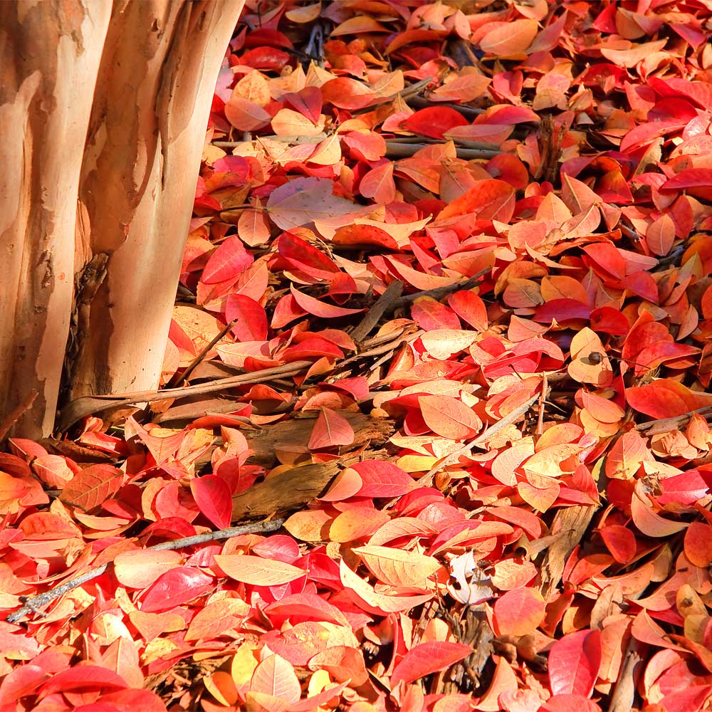 Muskogee Crape Myrtle Tree - Image 7