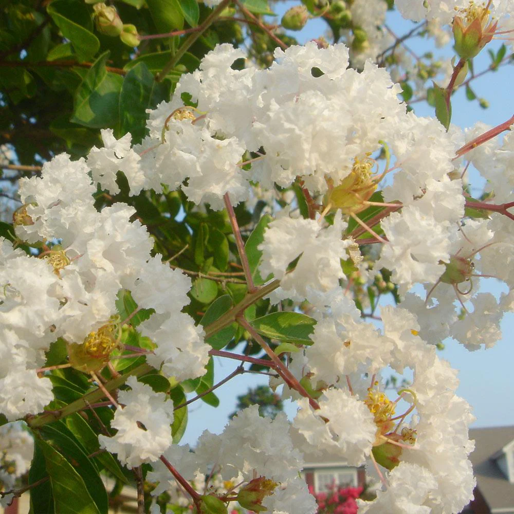 Natchez Crape Myrtle Tree - Image 4