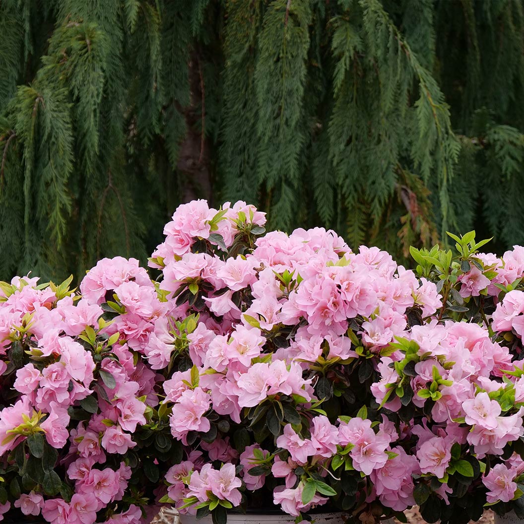 Proven Winners®  Perfecto Mundo® Double Pink Azalea - Image 3