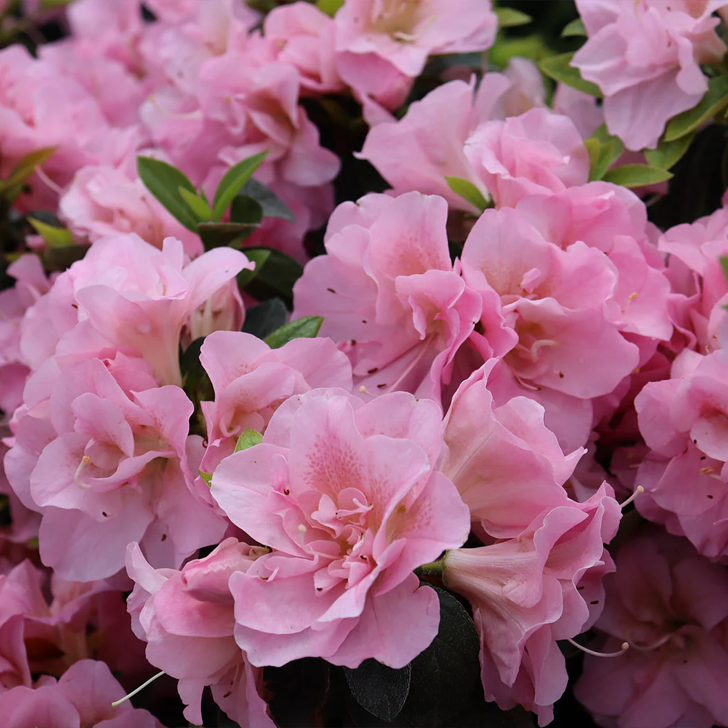Proven Winners®  Perfecto Mundo® Double Pink Azalea - Image 4