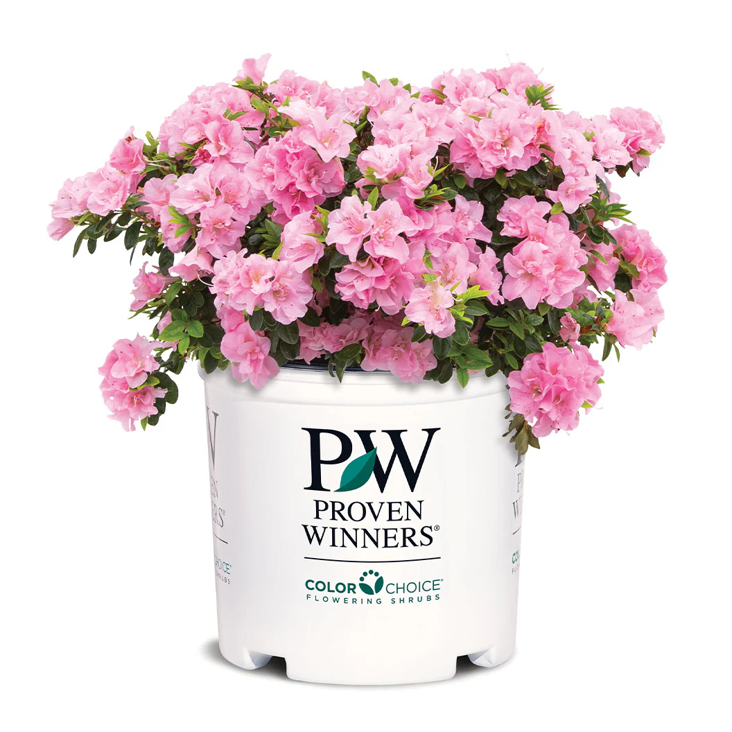 Proven Winners®  Perfecto Mundo® Double Pink Azalea - Image 5