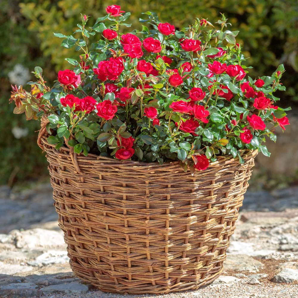 Petite Knock Out® Rose - Image 6