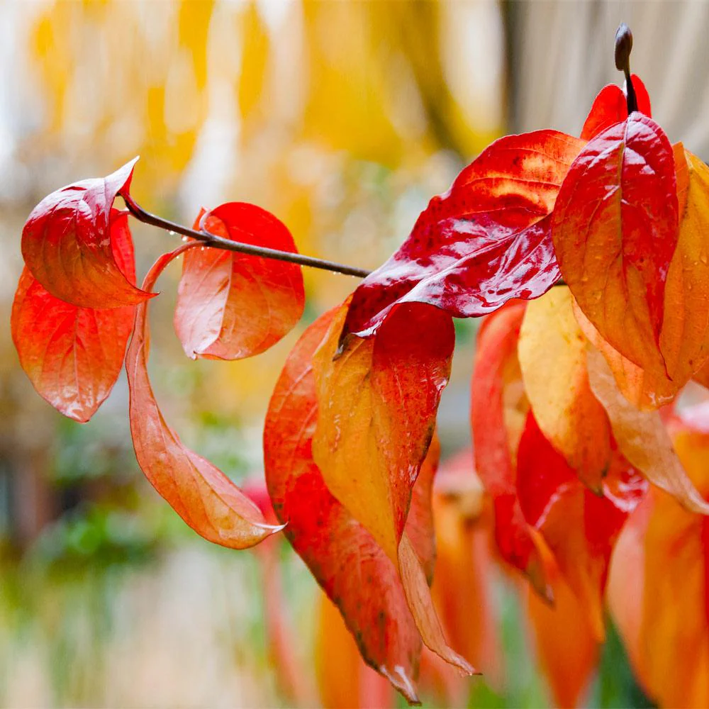Red Twig Dogwood Shrub - Image 6