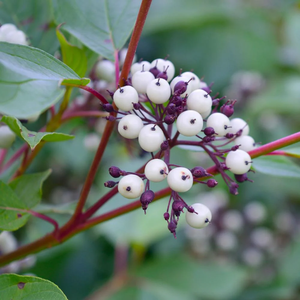 Red Twig Dogwood Shrub - Image 7