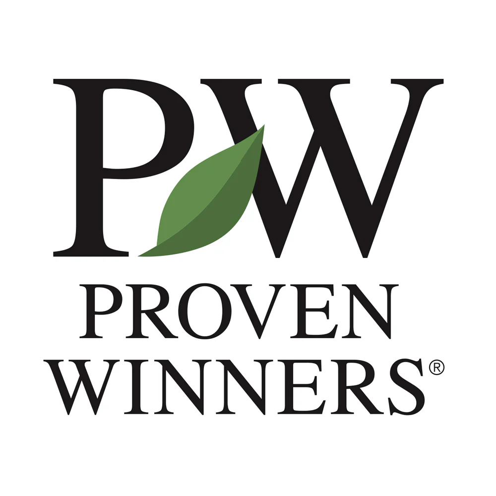 Proven Winners® Pugster Blue® Butterfly Bush - Image 4