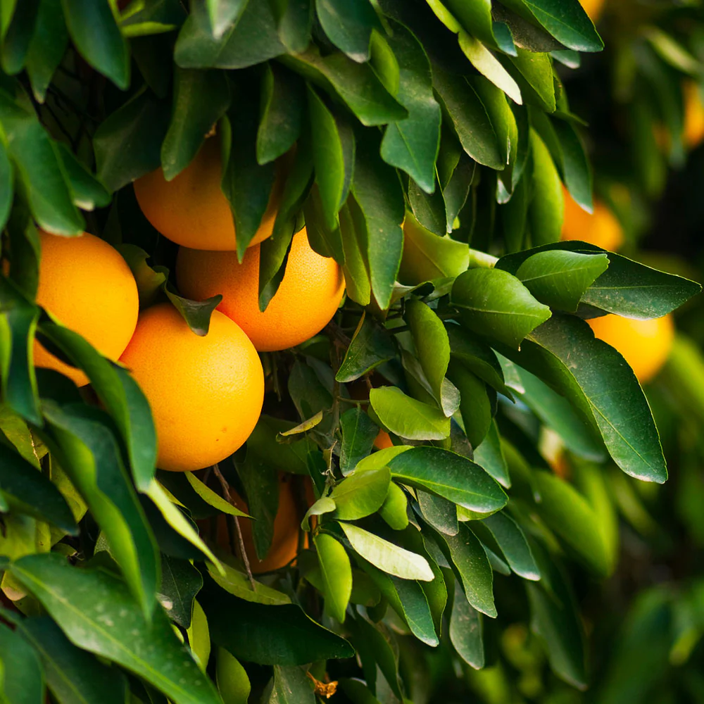 Ruby Red Grapefruit Tree - Image 3