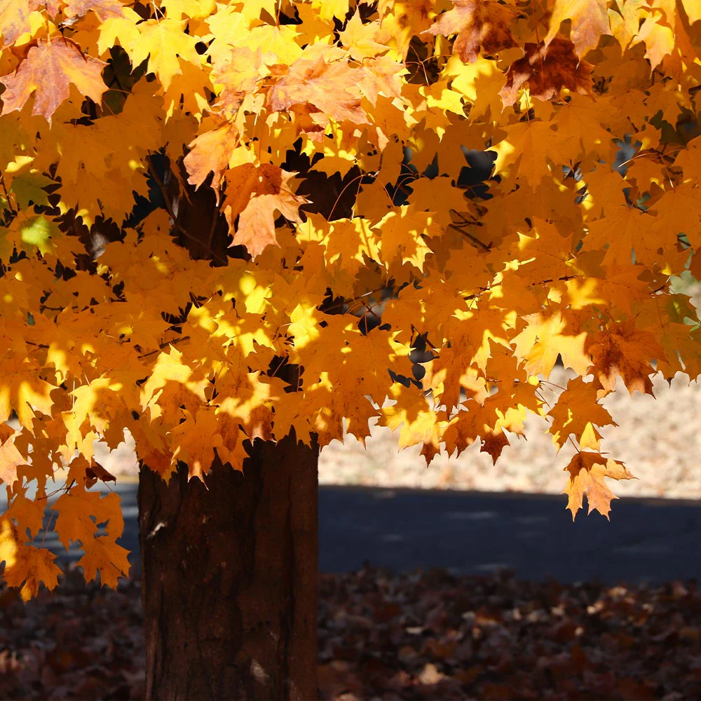 Silver Maple Tree - Image 4