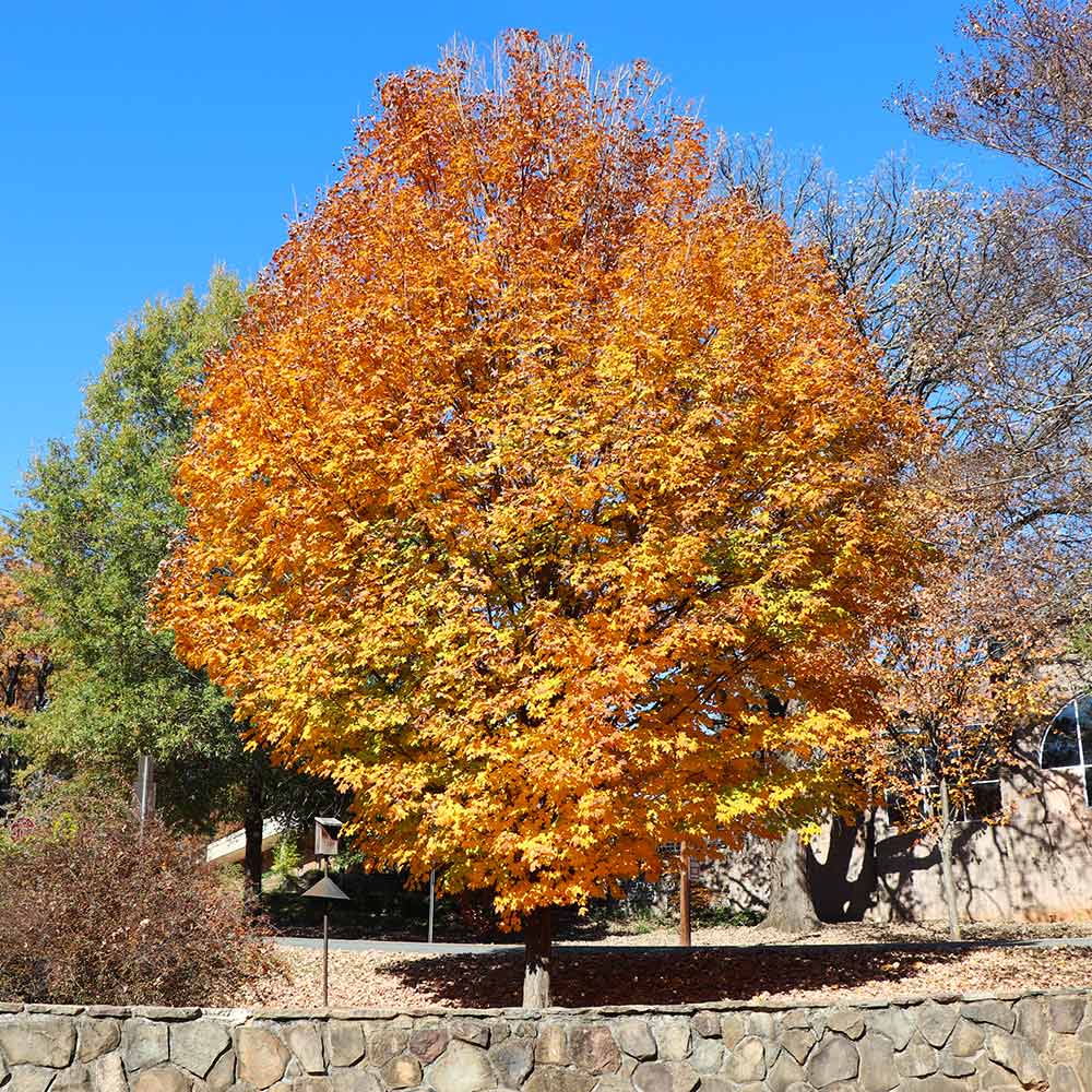 Silver Maple Tree - Image 5