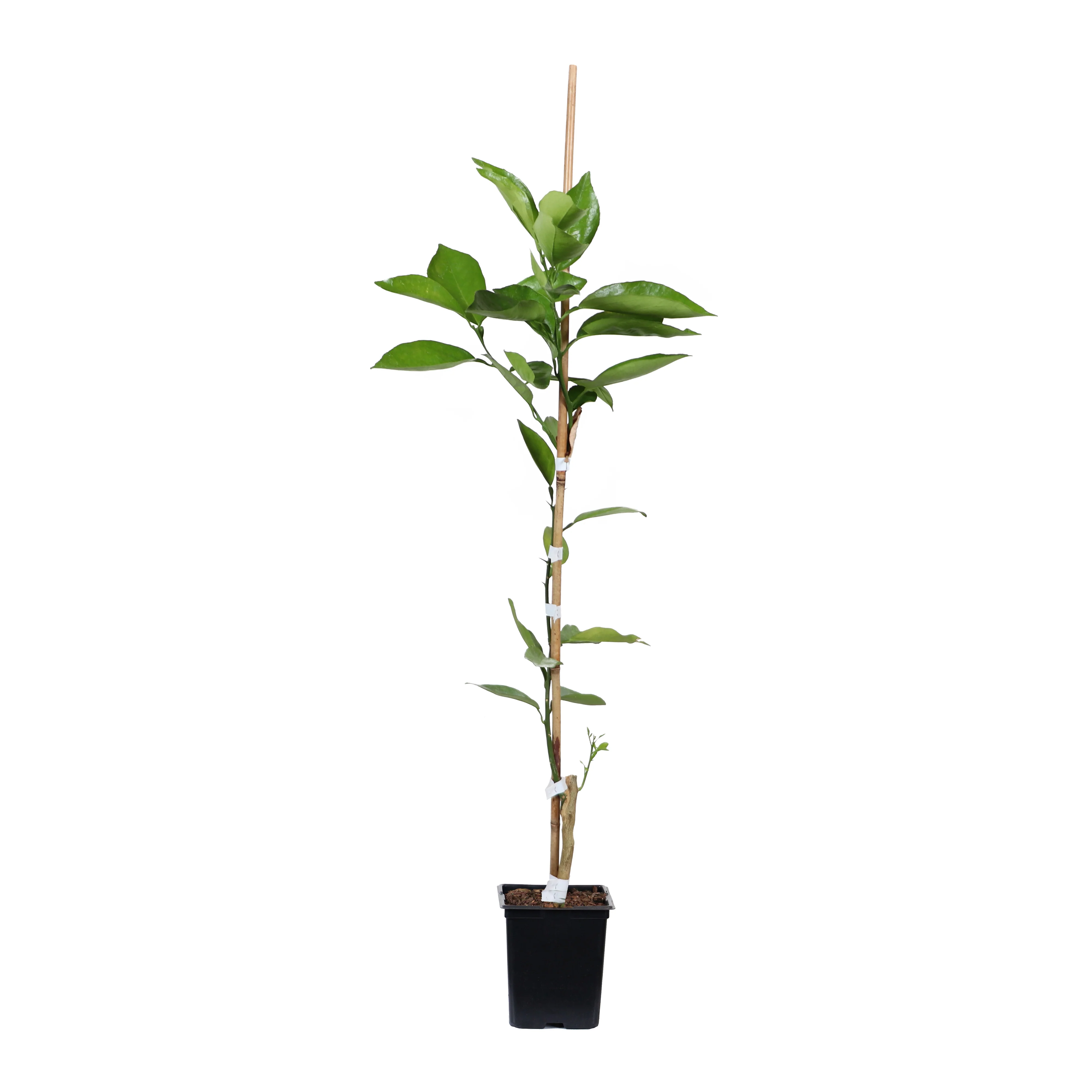 Tangelo Tree - Image 5