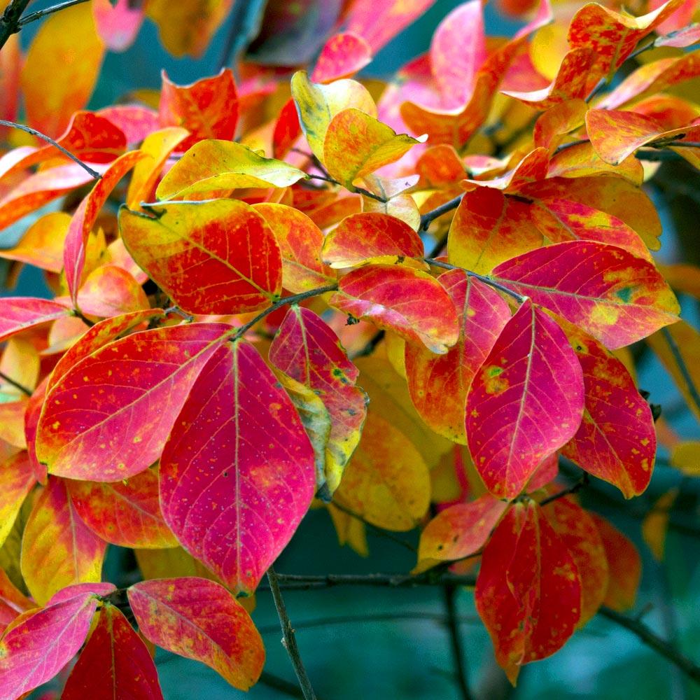 Tonto Crape Myrtle Tree - Image 6