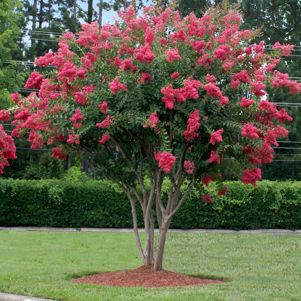 Tuscarora Crape Myrtle Tree - Image 3