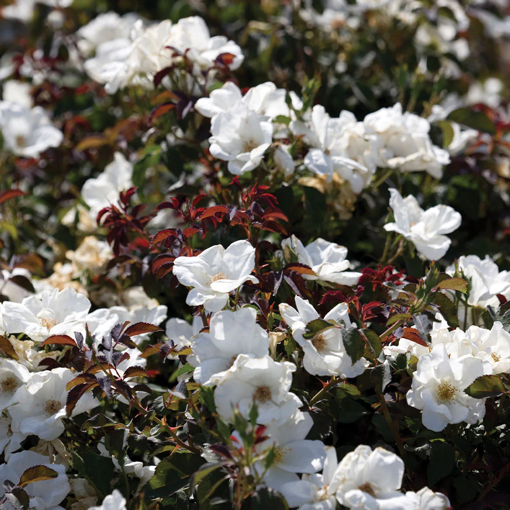White Knock Out® Rose - Image 3