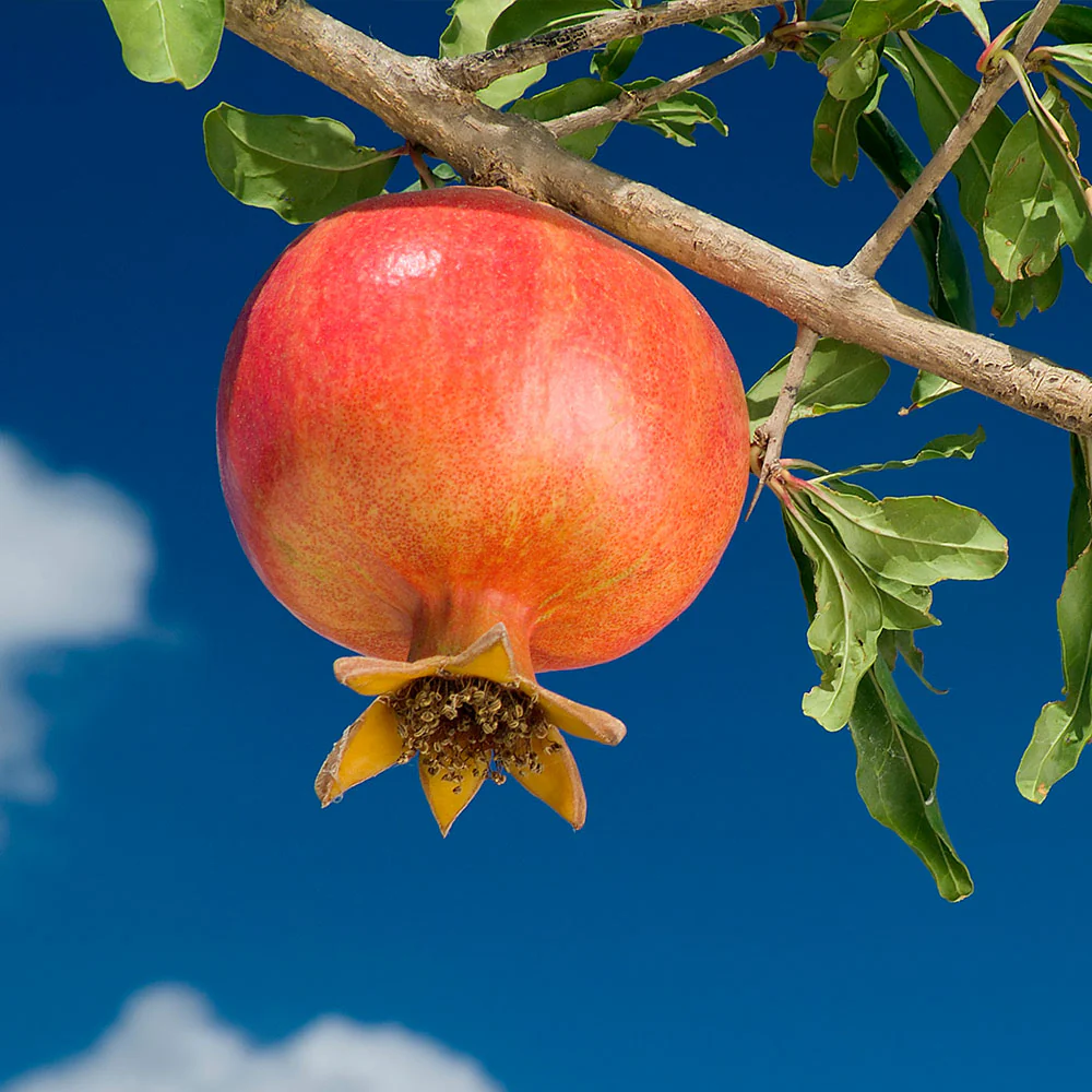 Wonderful Pomegranate Tree - Image 2